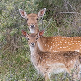 Amsterdamse Waterleidingduinen